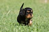 CAVALIER KING CHARLES 577